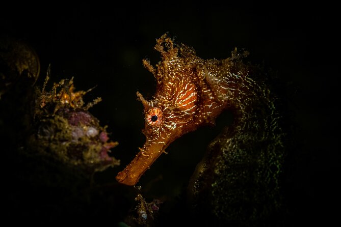2 Dives in the Cabo Marine Park - Is $135 a fair price?
