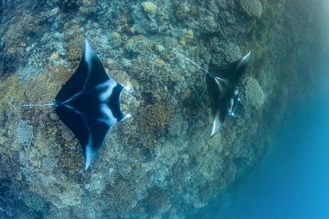 2 Dives in the morning for certified divers in Bora Bora - Key points at a glance