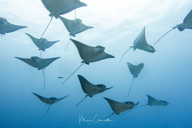 2 Dives in the morning for certified divers in Bora Bora - The lagoon session and the giant mantas
