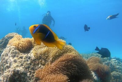 2 Dives in the morning for certified divers in Bora Bora