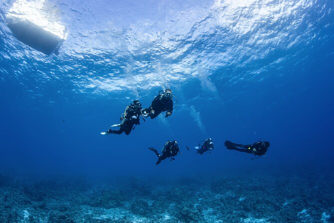 2 Dives in the morning for certified divers in Bora Bora - Pickup from resorts and the morning schedule