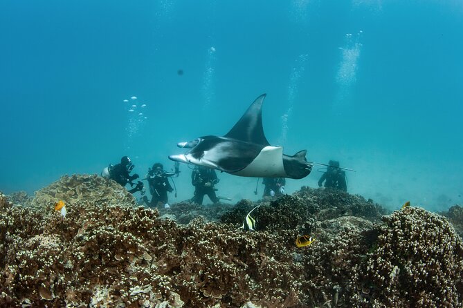 2 Dives in the morning for certified divers in Bora Bora - Who will get the most from this outing?
