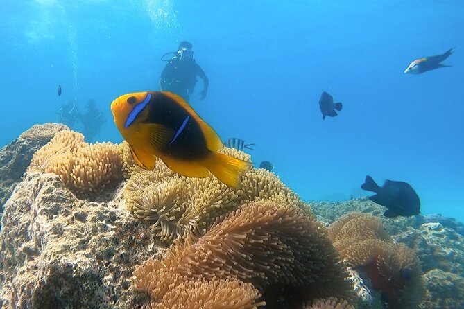 2 Dives in the morning for certified divers in Bora Bora - The outer reef, sharks, coral, and current