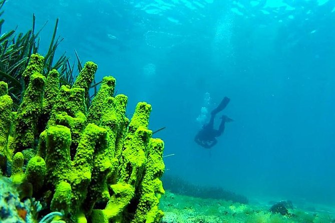 2 Dives Package - The first session: reefs, walls, and Mediterranean life