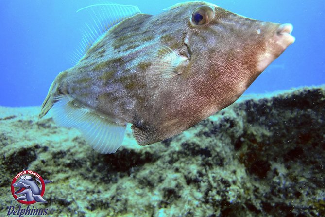 2 Diving Sites Scuba Diving Package in Gran Canaria - Starting at 8:30 in Puerto de Mogán