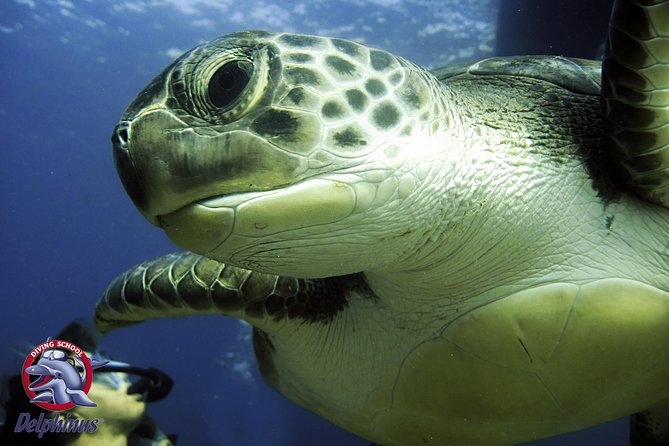 2 Diving Sites Scuba Diving Package in Gran Canaria - Wrecks, Volcanic Reefs, and Atlantic Marine Life