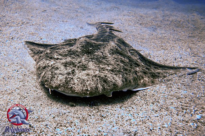 2 Diving Sites Scuba Diving Package in Gran Canaria - Fitness, Certification, and Medical Checks