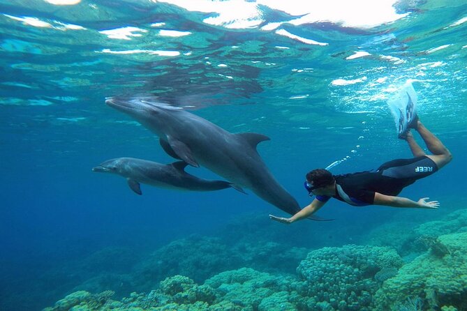 2 Diving stops at the most beautiful coral reefs Hurghada - Leaving Hurghada at 8:00 in the morning