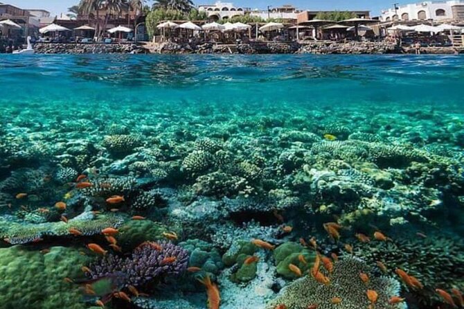 2 Diving stops at the most beautiful coral reefs Hurghada - Four hours on the yacht and open Red Sea