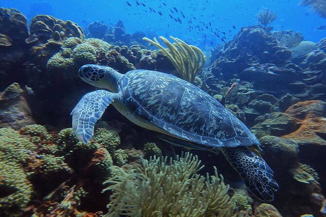 2 guided shore dives in Curacao - Two Curacao shore sites in one half-day
