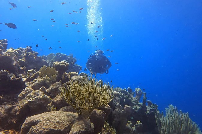2 guided shore dives in Curacao - Guides, instruction, and underwater support