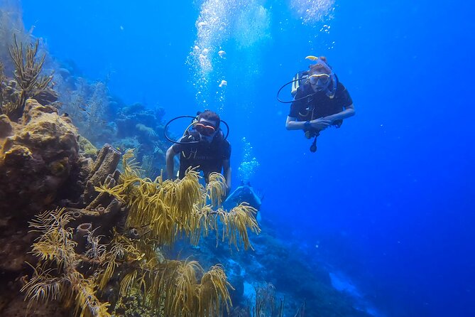 2 guided shore dives in Curacao - Is $140 a fair price?