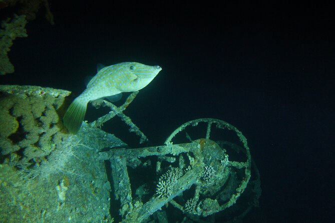 2 Hour Private Night Diving in the Red Sea of Aqaba - Key points before you book