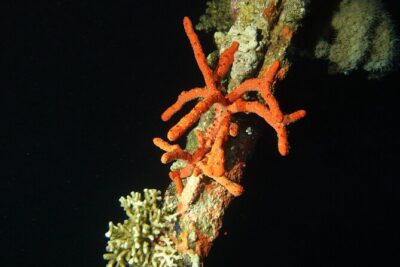 2 Hour Private Night Diving in the Red Sea of Aqaba