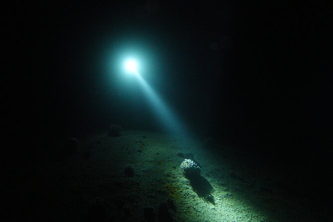 2 Hour Private Night Diving in the Red Sea of Aqaba - Coral reefs under a narrow beam of light