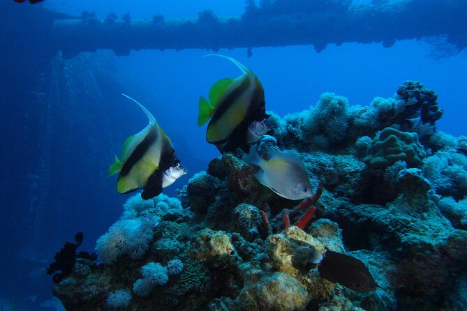 2 Hour Private Night Diving in the Red Sea of Aqaba - The advantage of a private group