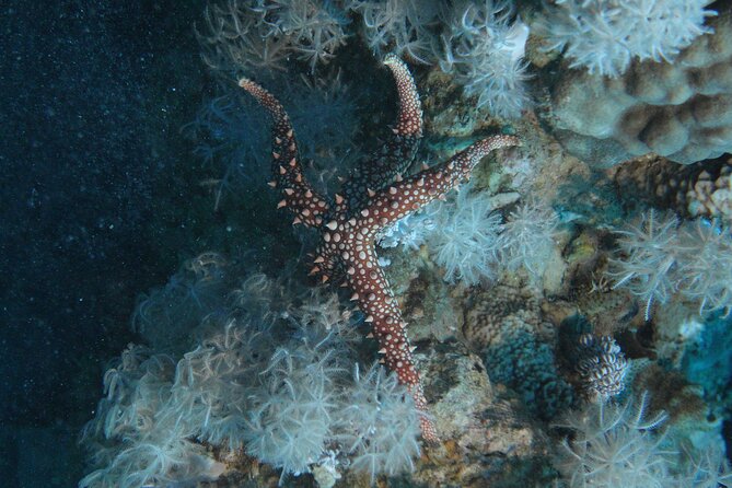 2 Hour Private Night Diving in the Red Sea of Aqaba - How the $86.92 price measures up
