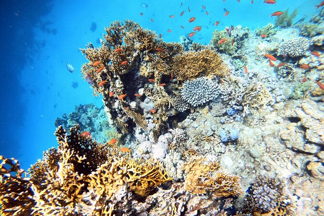 2-Hour Private Scuba Experience in Aqaba - Why the private format matters