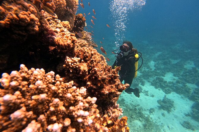 2-Hour Private Scuba Experience in Aqaba - What the $45 price really covers