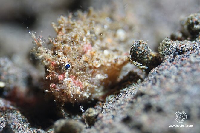 2 or 3 dives in Nusa Lembongan and Penida, for certified diver (in Lembongan) - What is included for $105?