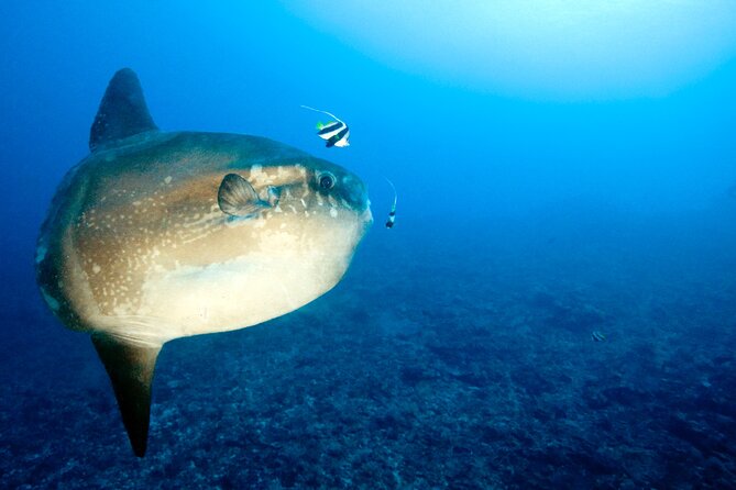2 or 3 dives in Nusa Lembongan and Penida, for certified diver (in Lembongan) - Lunch and the surface interval