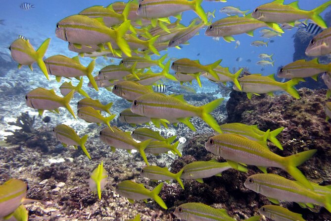 2 Tank (1 Day) Guided Diving for Certified Divers - Denarau Marina - Why this Denarau scuba trip is worth considering