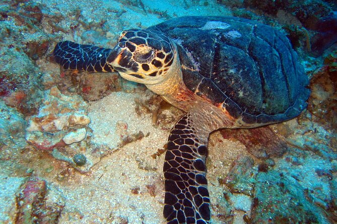 2 Tank Boat Dives for Certified Divers - The Boat Crew and Group Size