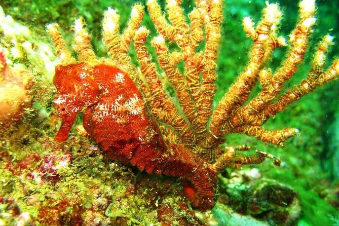 2 Tank Boat Dives for Certified Divers - Booking Details, Dates, and Cancellations