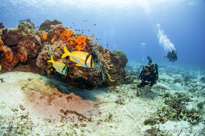2 Tank Cozumel Reef Boat Dives - Key Details At A Glance