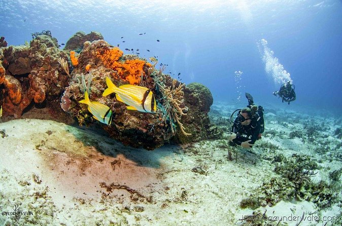 2 Tank Cozumel Reef Boat Dives - The Second Reef Site