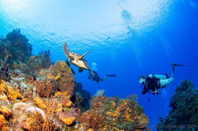 2 Tank Cozumel Reef Boat Dives - Morning, Afternoon, Or Night?