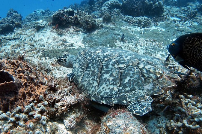 2 Tank Cozumel Reef Boat Dives - How Much Value Do You Get For $179.21?