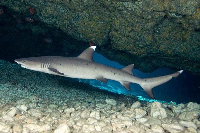 2-Tank Daytime Scuba Dive Boat Trip - Why this Kona boat trip is worth considering