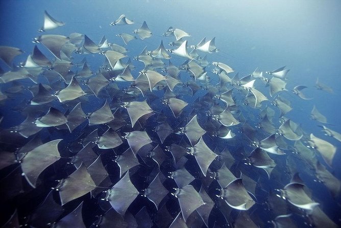 2 Tank Dive - Certified Divers (Santa Maria Bay & Chileno Bay) - Key points to know before booking