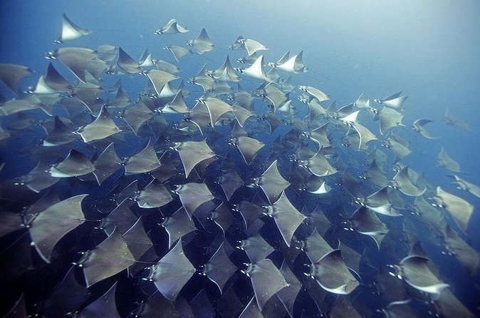 2 Tank Dive - Certified Divers (Santa Maria Bay & Chileno Bay) - Gavilanes and the Blow Hole offer a change of scenery