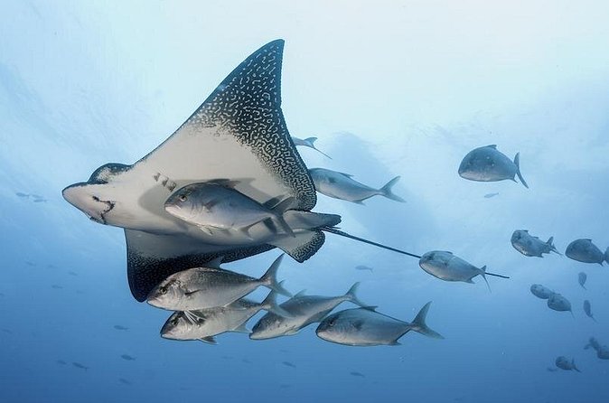 2 Tank Dive - Certified Divers (Santa Maria Bay & Chileno Bay) - Certification, refreshers, and group size
