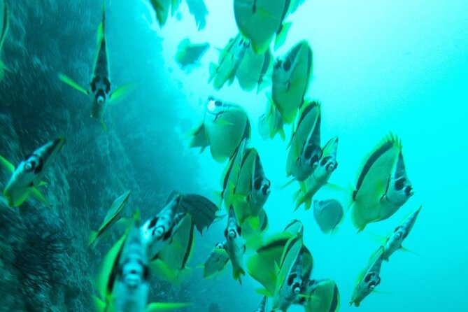 2 Tank Dive - Certified Divers (Santa Maria Bay & Chileno Bay) - The most praised part: personal attention