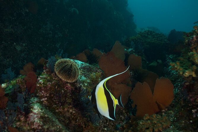 2 Tank Dive - Certified Divers (Santa Maria Bay & Chileno Bay) - What you might see at Whale’s Head and Chileno Bay