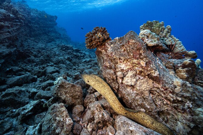 2-Tank Dive Featuring the Molokini Crater - What is included for $249