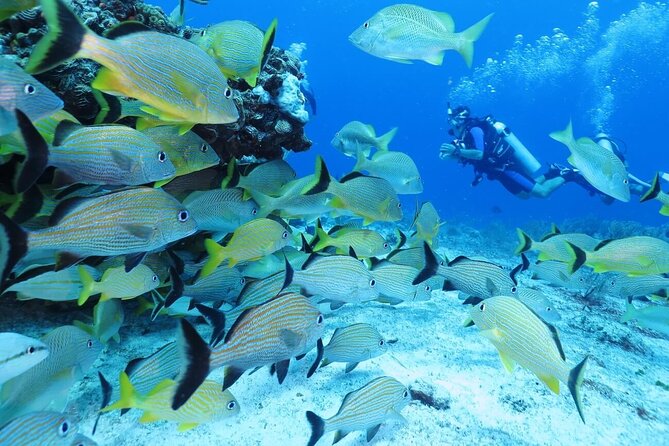 2 Tank Dive (for certified divers) - The Second Tank and the Reef Called Fingers