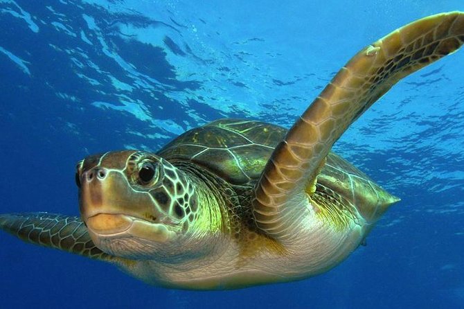 2 Tank Dive (for certified divers) - From the Cruise Port to Doctor Dive Costa Maya