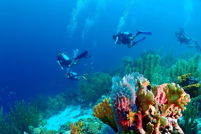 2 Tank Guided Dive half-day - The five details that matter most