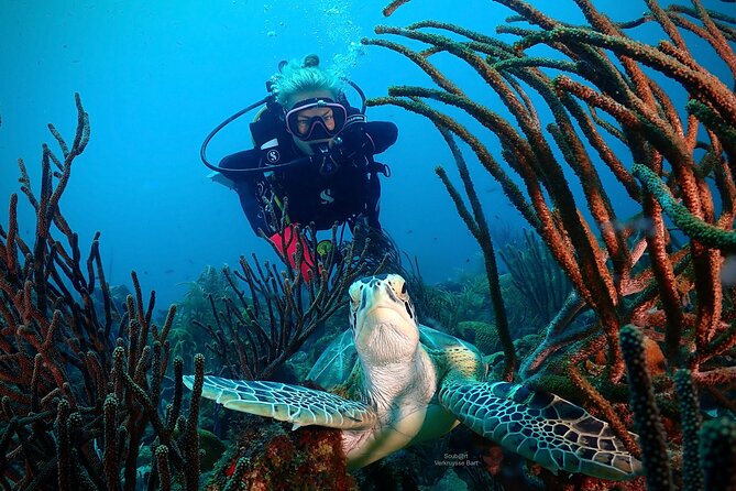 2 Tank Guided Dive half-day - The cruise-port question