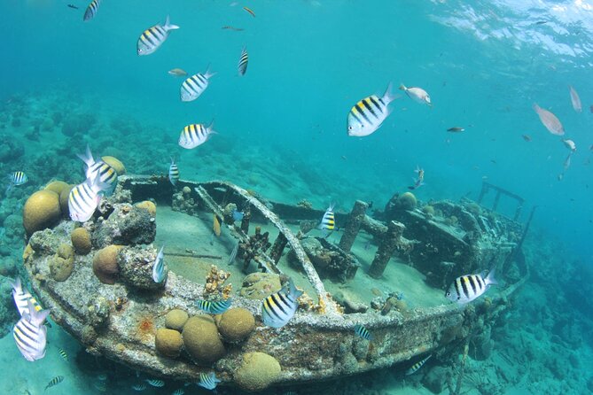 2 Tank Guided Dive half-day - Who should book this outing