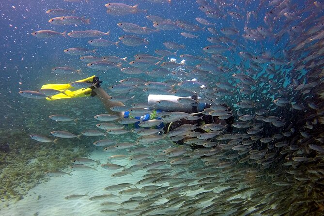 2 tank guided dive House Reef (Pierbaai Reef and Car Pile) - Why this Curaçao scuba outing is appealing