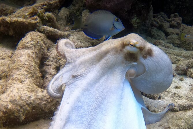 2 tank guided dive House Reef (Pierbaai Reef and Car Pile) - Is the $109 price fair?