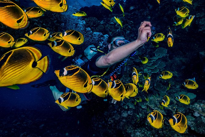 2 Tank Lanai Cathedral Scuba Dive Via Boat for Certified Divers - Leaving Lahaina at 6:30 AM
