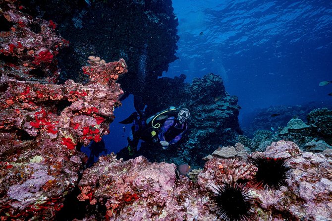 2 Tank Lanai Cathedral Scuba Dive Via Boat for Certified Divers - The second descent and the surface interval