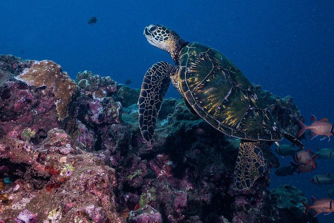 2-Tank Maui Turtle Scuba Dive or Snorkel Boat Tour - Surface break with snacks, water, and turtle talk