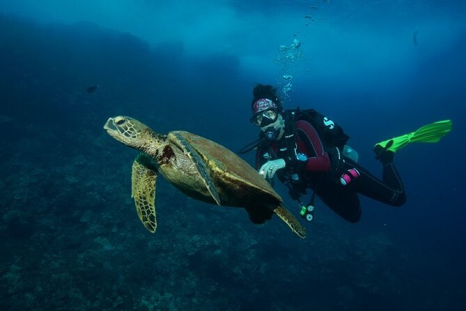 2-Tank Maui Turtle Scuba Dive or Snorkel Boat Tour - The second session and the chance for more wildlife